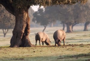Cerdo ibérico comiendo bellotas en la dehesa